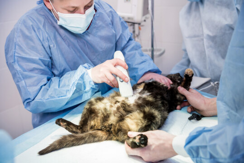Cirurgia Gatos Higienópolis - Cirurgia em Animais