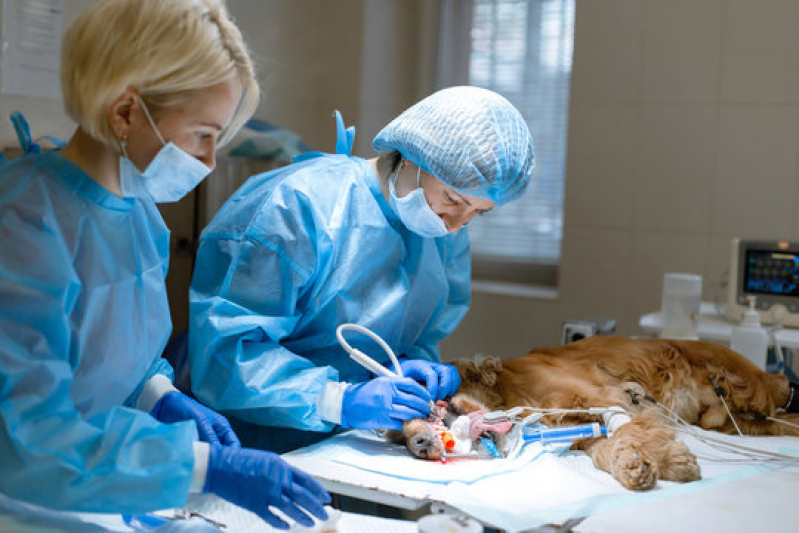 Cirurgia Oncológica Veterinária Agendar Higienópolis - Cirurgia Cachorro