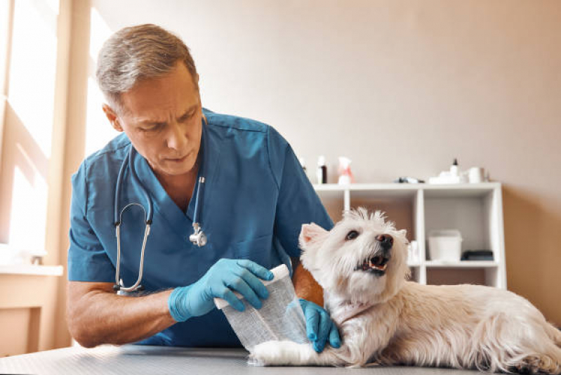 Cirurgia Ortopédica Veterinária Água Branca - Cirurgia Cachorro