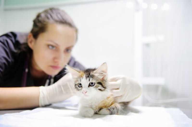 Cirurgia para Cachorro Preço Campos Da Escolástica - Cirurgia de Castração para Gatos