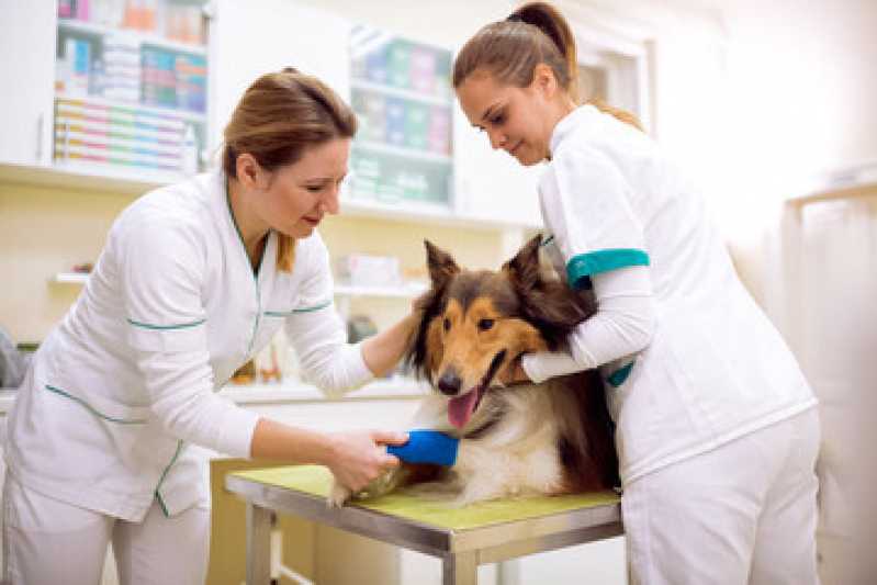 Cirurgia para Cachorro Sumarezinho - Cirurgia de Castração de Cachorro