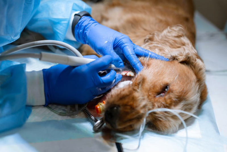 Cirurgia para Cachorros Agendar Perdizes - Cirurgia Medicina Veterinária