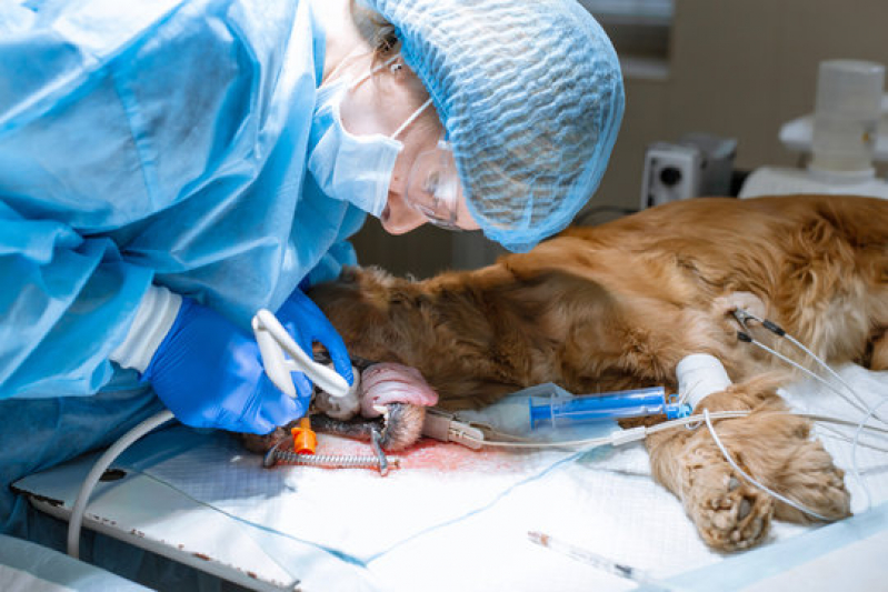 Cirurgia para Cachorros Vila Mariana - Cirurgia Pet