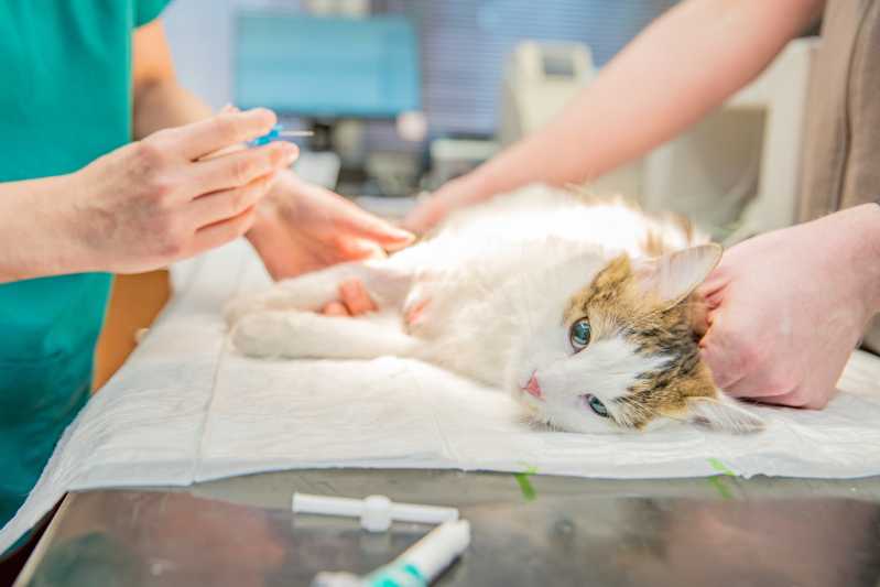 Cirurgia para Cães e Gatos Preço Vila Buarque - Cirurgia para Cães e Gatos