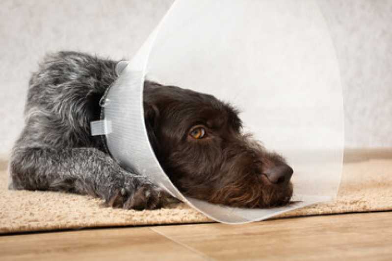 Cirurgia para Cães e Gatos Bixiga - Cirurgia para Cachorro