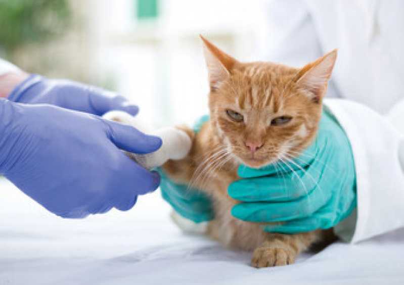 Cirurgia para Gatos Vila Chalot - Cirurgia de Castração para Gatos