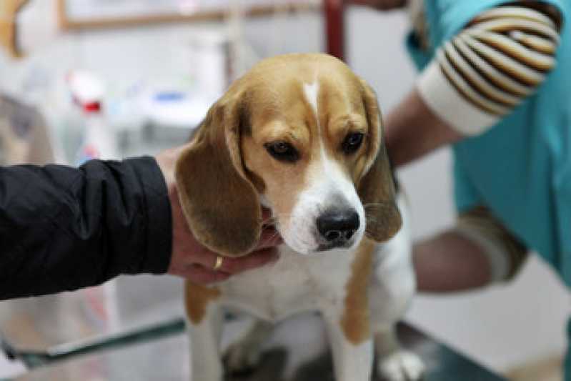 Cirurgia para Retirada de Tumor em Gatos Preço Freguesia do Ó - Castração Canina