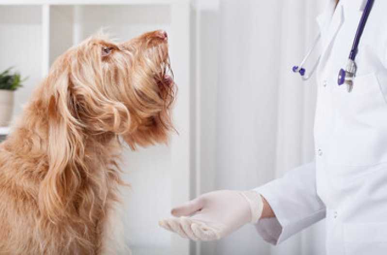 Cirurgia para Retirada de Tumor em Gatos Jardim Cachoeira - Cirurgia Castração Cachorro