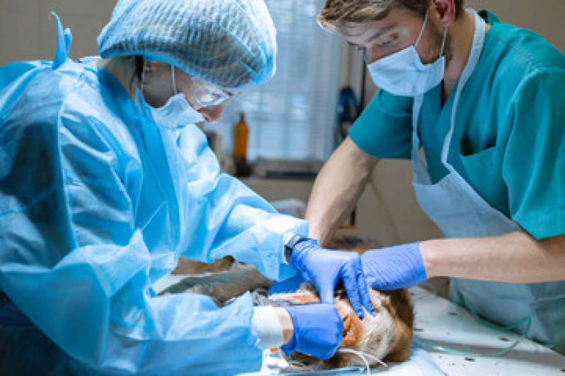 Cirurgia Pet Agendar Sumarezinho - Cirurgia Ruptura Ligamento Cruzado Cães