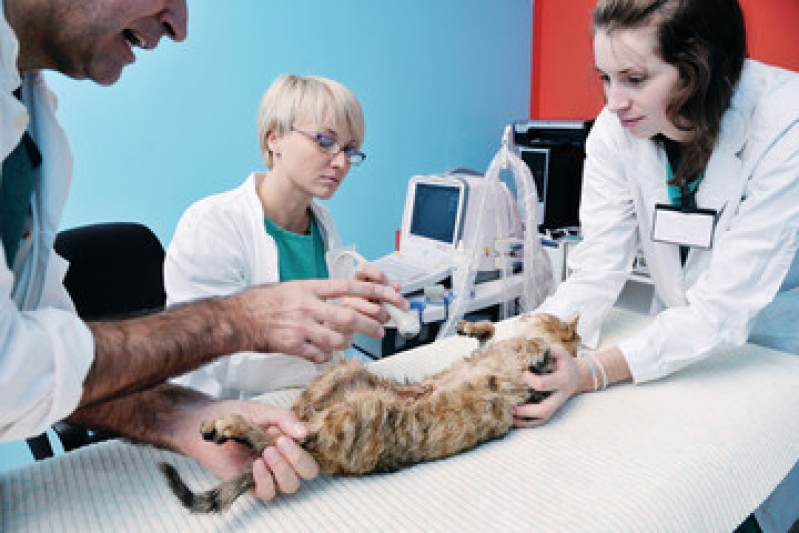 Cirurgia Pet Vila Cavaton - Cirurgia Ruptura Ligamento Cruzado Cães