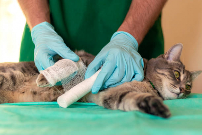 Cirurgia Ruptura Ligamento Cruzado Cães Pompeia - Cirurgia Reconstrutiva Veterinária