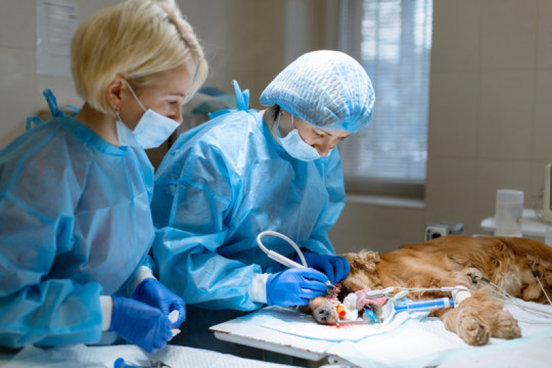 Cirurgia Vet Alto de Pinheiros - Cirurgia Cachorro