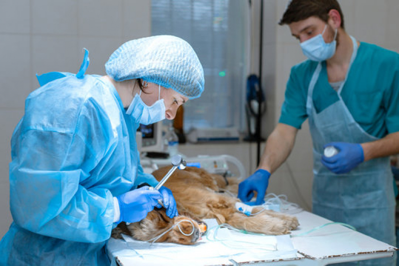 Cirurgias Veterinárias Agendar Vila São Vicente - Cirurgia Ruptura Ligamento Cruzado Cães