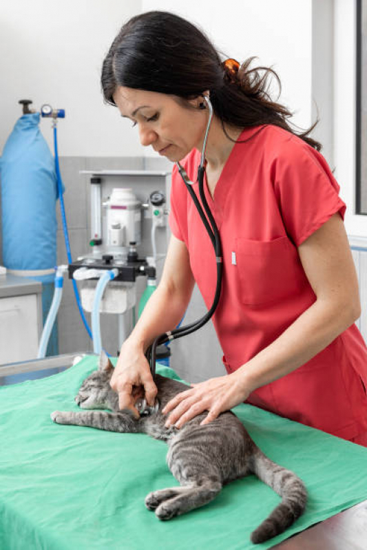 Clínica com Castração de Gatos Bixiga - Castração em Gata