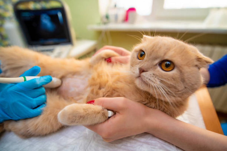 Clínica com Castração em Gato Parque Rebouças - Castração de Gatos