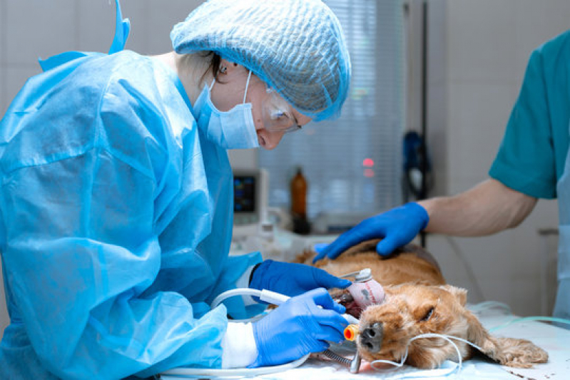 Clínica com Cirurgia Cachorro Centro - Cirurgias Veterinárias