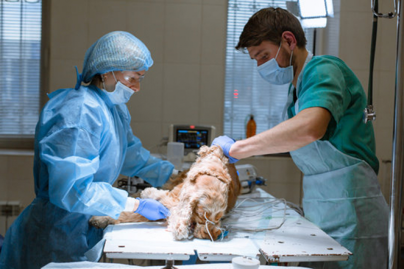 Clínica com Cirurgia em Animais Vila Cruz das Almas - Cirurgia Cachorro