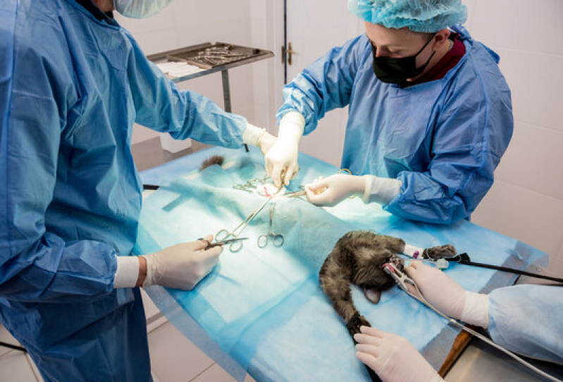 Clínica com Cirurgia Gatos Campos Elíseos - Cirurgia em Animais