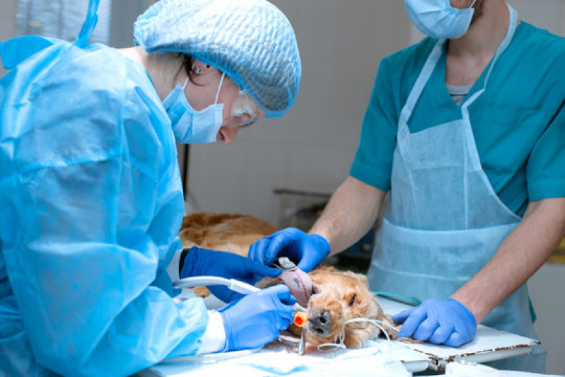 Clínica com Cirurgia Oncológica Veterinária Jardim Cachoeira - Cirurgia em Animais