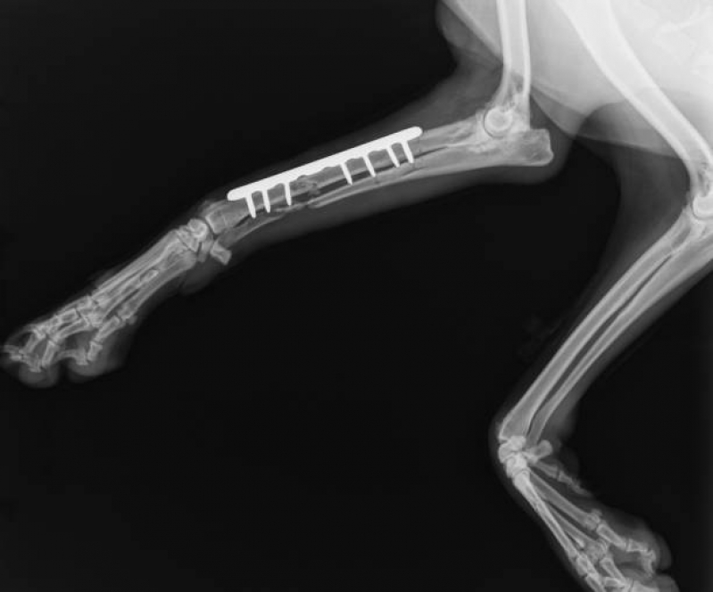 Clínica com Cirurgia Ruptura Ligamento Cruzado Cães Vila São Vicente - Cirurgia em Animais
