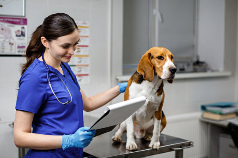 Clínica com Ozonioterapia Cachorros República - Ozonioterapia Medicina Veterinária