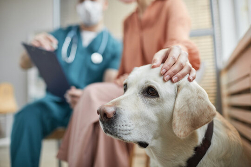 Clínica com Ozonioterapia Veterinário Jardim Bela Vista - Ozonioterapia Veterinário