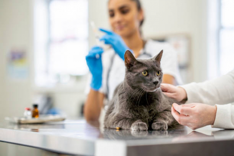 Clínica com Vacina Antirrábica para Gatos Paraíso - Vacina de Gato