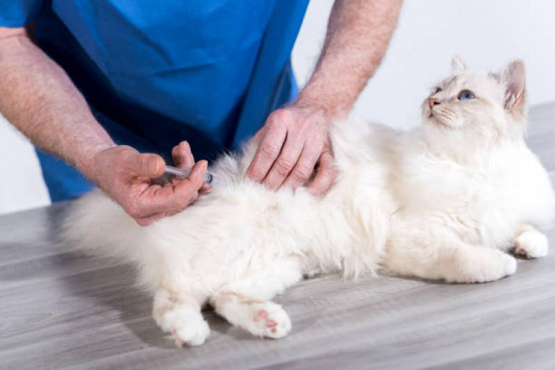 Clínica com Vacina de Gato Parque Rebouças - Vacinas em Gatos