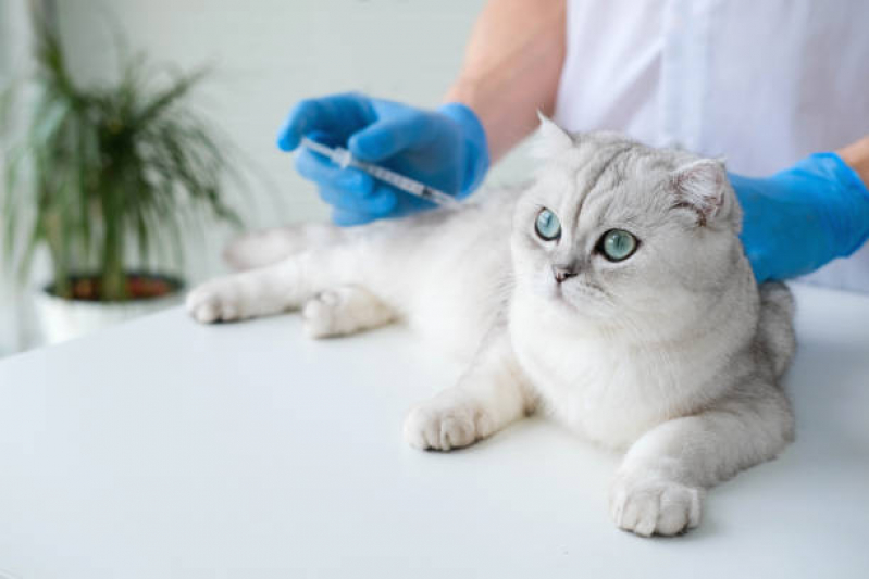 Clínica com Vacina de Raiva Gatos Higienópolis - Vacina Antirrábica para Gatos
