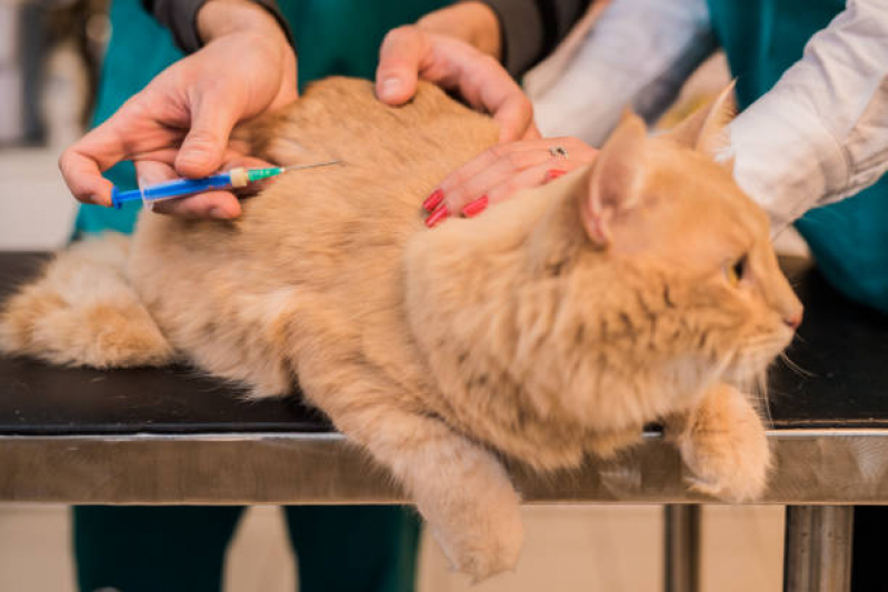 Clínica com Vacina Fiv Felv Água Branca - Vacinas para Gatos Malhados