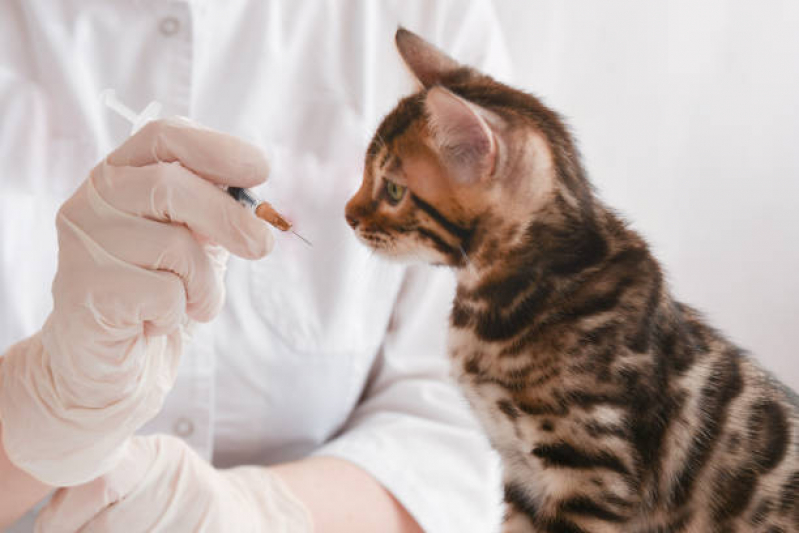 Clínica com Vacina para Gatos Não Pegar Cria Campos Da Escolástica - Vacinas para Gatos Malhados