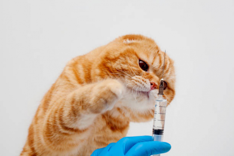 Clínica com Vacina Quíntupla Felina Bela Vista - Vacina Gato