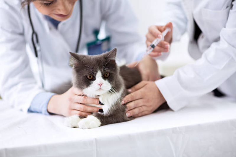 Clínica com Vacinas de Gato Aclimação - Vacina para Gatos Não Pegar Cria