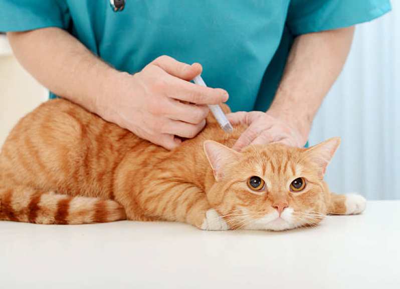 Clínica com Vacinas para Gatos Malhados Bairro Siciliano - Vacina Quíntupla Felina