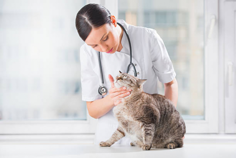 Clínica com Veterinaria 24 Horas Butantã - Veterinário 24 Horas Perto de Mim