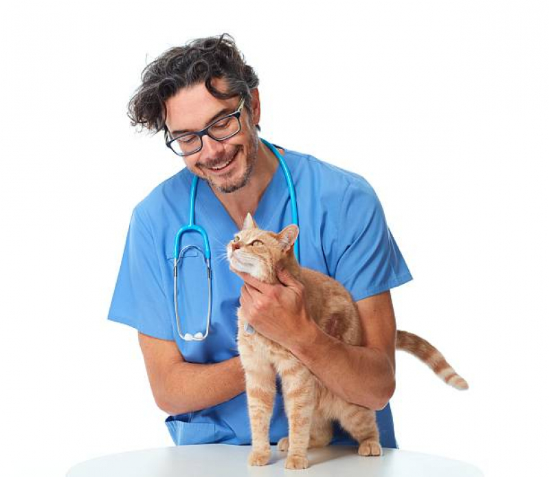 Clínica com Veterinaria de Felinos Vila Buarque - Veterinário para Gato