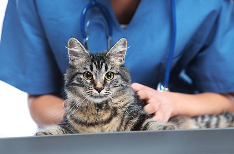 Clínica com Veterinário Especializado em Felinos Parque Rebouças - Veterinários Especialistas em Gatos