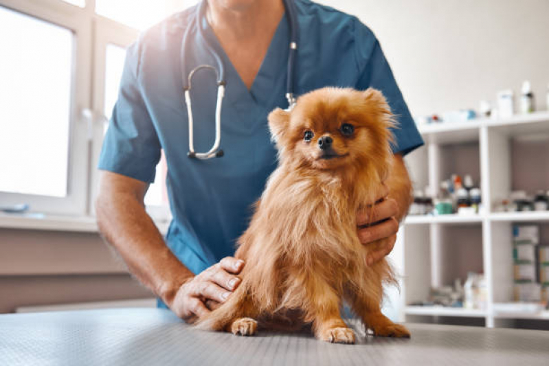 Clínica com Veterinário Mais Próximo Bixiga - Veterinaria Dermatologista