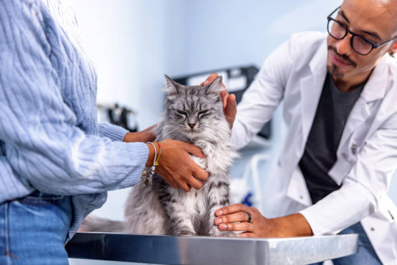 Clínica com Veterinário Ortopedista para Gatos Bairro do Limão - Veterinário de Gato