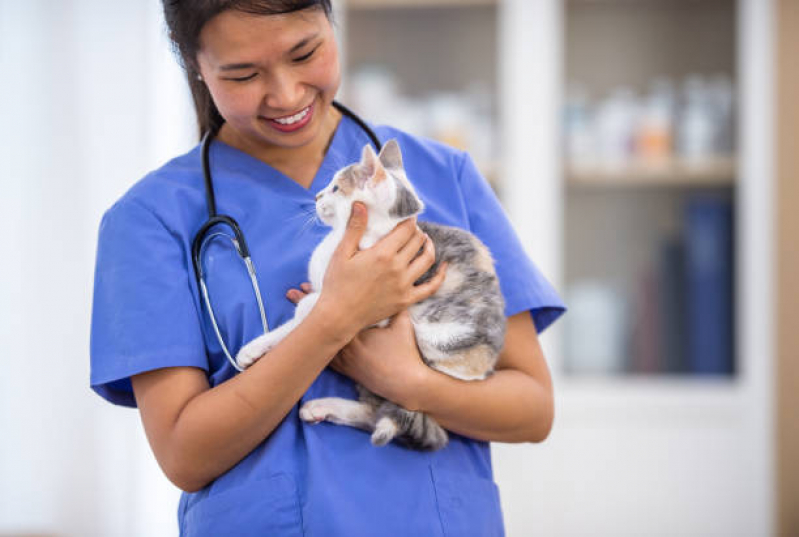 Clínica com Veterinário para Castrar Gato Pinheiros - Veterinários Especialistas em Gatos
