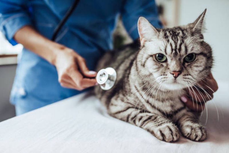 Clínica com Veterinário Perto de Mim Vila dos Ferroviários - Veterinário 24 Horas