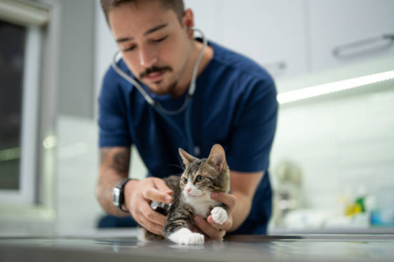 Clínica com Veterinários Especialistas em Gatos Aclimação - Veterinário de Gato