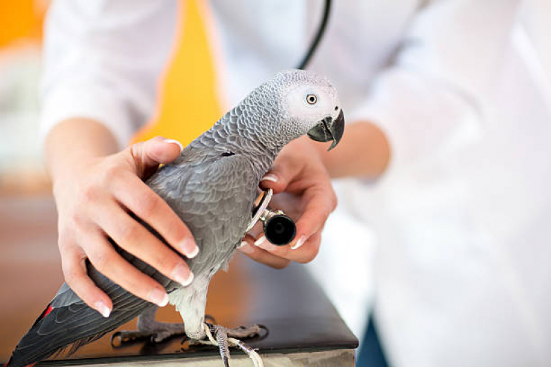 Clínica para Aves Parque Industrial Tomas Edson - Clínica para Animais Exóticos