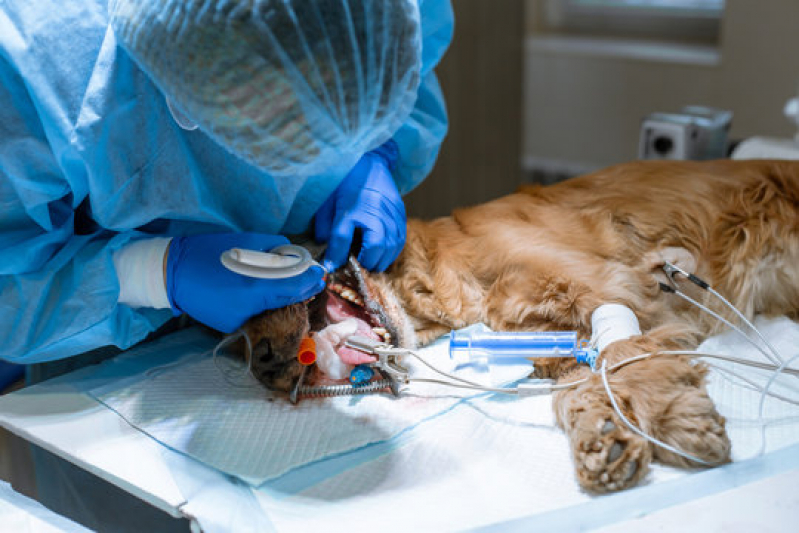 Clínica para Cirurgia Cachorro Vila dos Ferroviários - Cirurgia Oncológica Veterinária