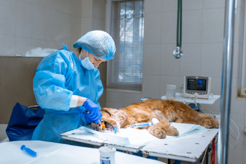 Clínica para Cirurgia em Animais Santa Cecília - Cirurgia Reconstrutiva Veterinária