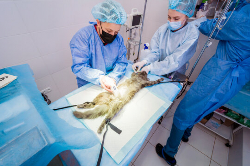 Clínica para Cirurgia Gatos Bairro Siciliano - Cirurgia Oncológica Veterinária