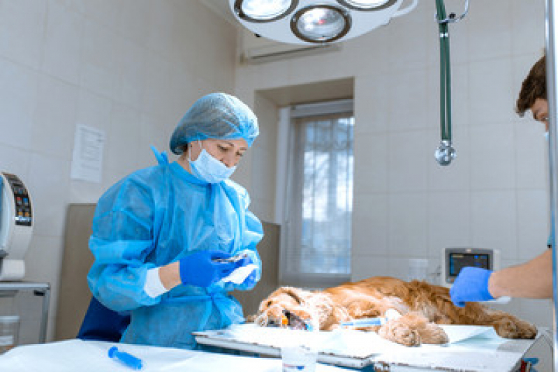 Clínica para Cirurgia Pet Pinheiros - Cirurgia Cachorro