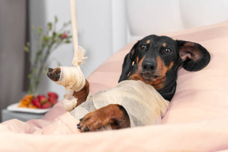 Clínica para Cirurgia Ruptura Ligamento Cruzado Cães Vila Iório - Cirurgia Cachorro