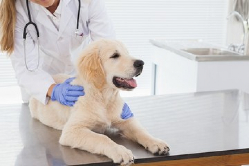 Clínica Pet Consulta Agendar Santa Cruz - Clínica Pet Próxima de Mim