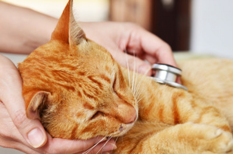 Clínica Pet Consulta São Paulo - Clínica Pet para Castração